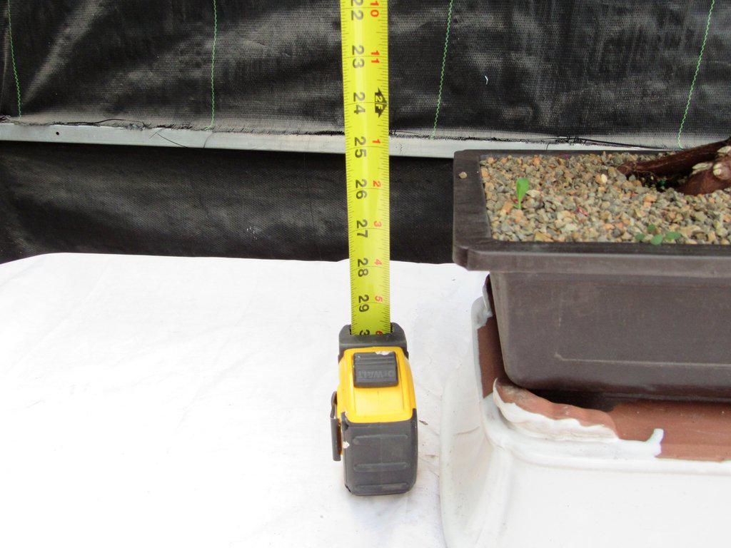 40 Year Old Rhode Island Red Japanese Maple Bonsai Tree Height