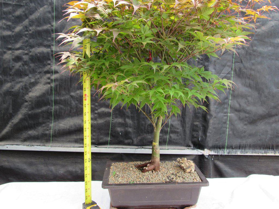 40 Year Old Rhode Island Red Japanese Maple Bonsai Tree Size