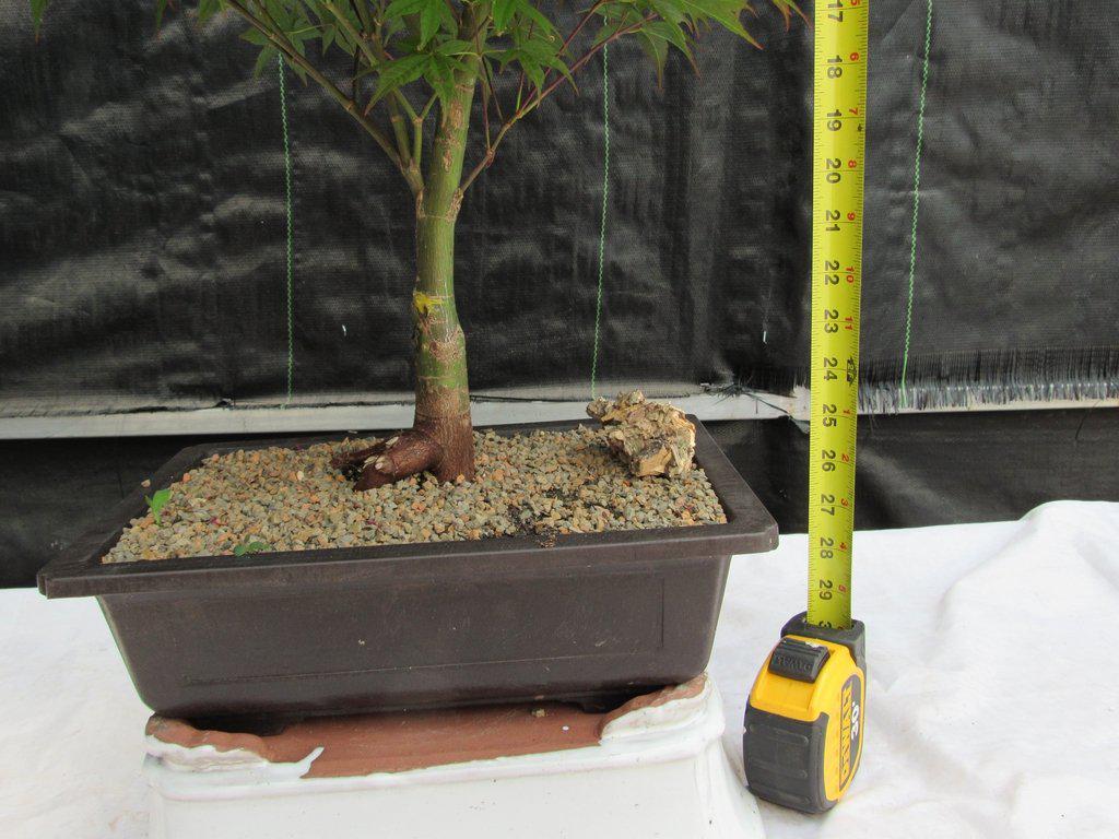 40 Year Old Rhode Island Red Japanese Maple Bonsai Tree Tall
