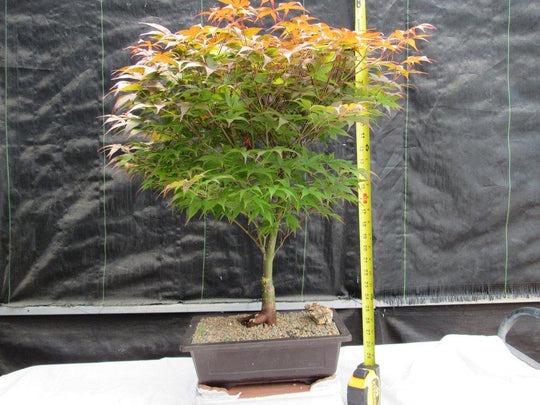 red maple bonsai tree kit 40 Year Old Rhode Island Red Japanese Maple Bonsai Tree