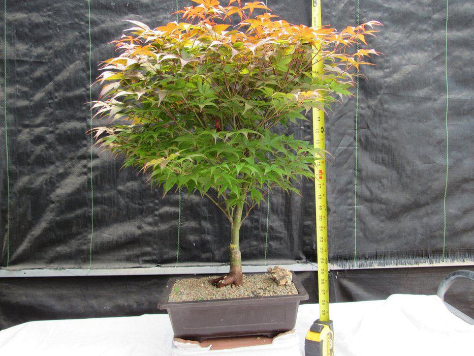 40 Year Old Rhode Island Red Japanese Maple Bonsai Tree Size Alt