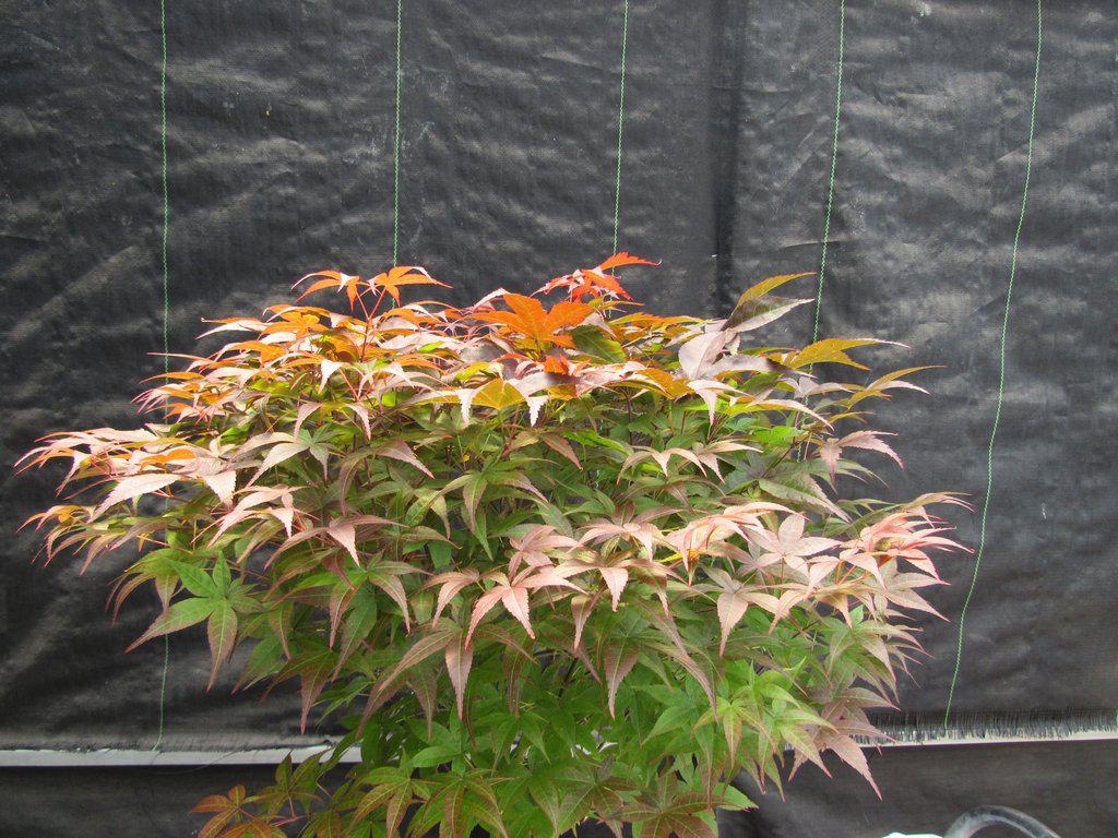 40 Year Old Rhode Island Red Japanese Maple Bonsai Tree Canpoy