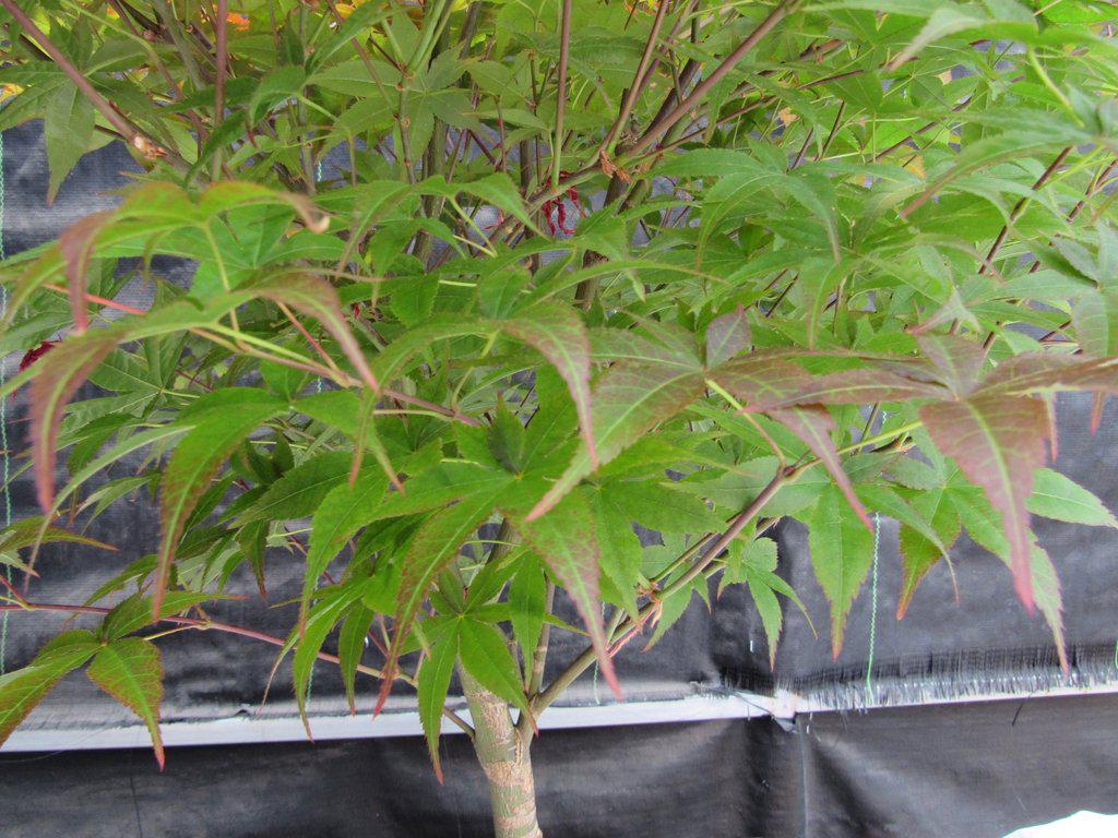 40 Year Old Rhode Island Red Japanese Maple Bonsai Tree Foliage