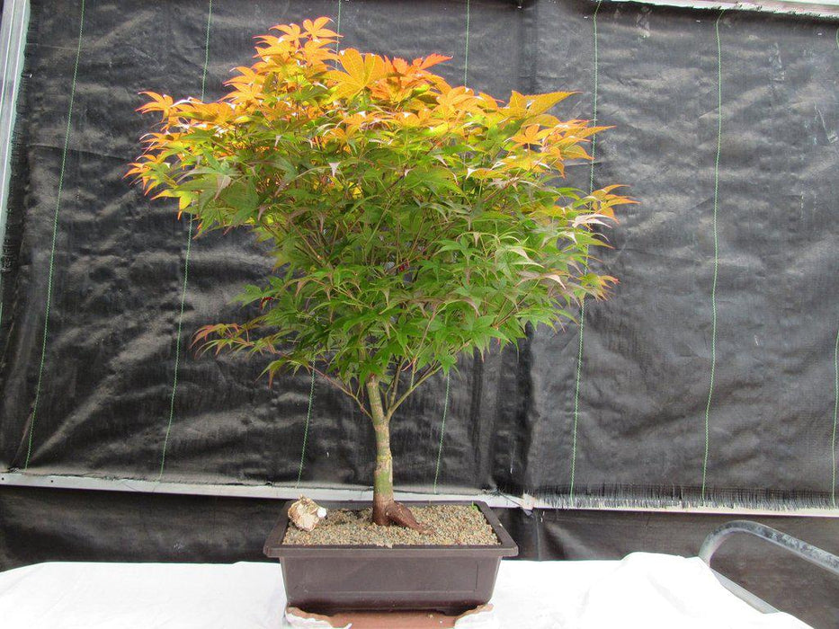 40 Year Old Rhode Island Red Japanese Maple Bonsai Tree
