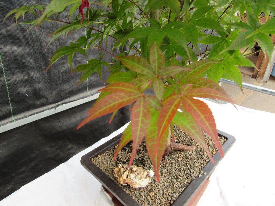 40 Year Old Rhode Island Red Japanese Maple Bonsai Tree Leaves
