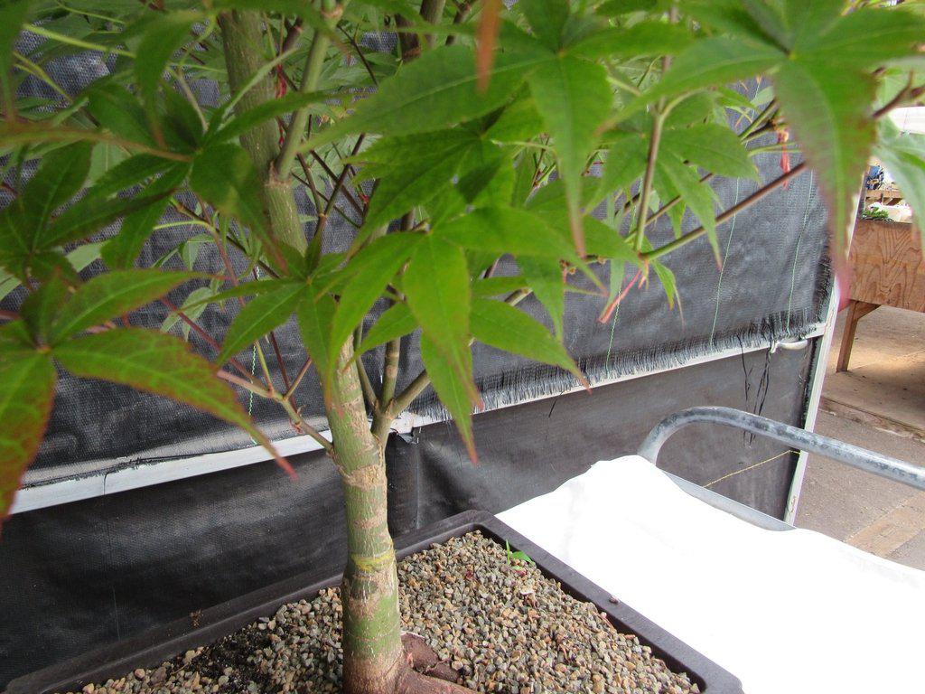 40 Year Old Rhode Island Red Japanese Maple Bonsai Tree Leaves