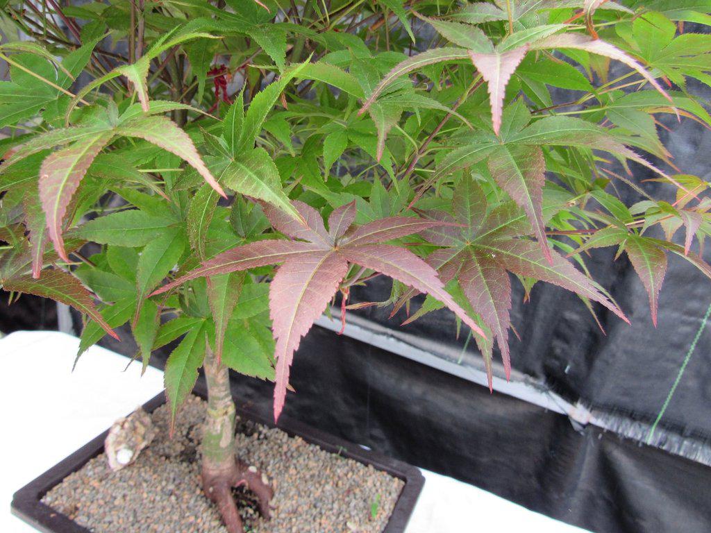 40 Year Old Rhode Island Red Japanese Maple Bonsai Tree Red Leaf