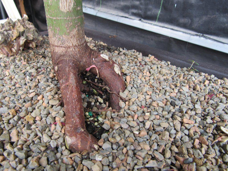 40 Year Old Rhode Island Red Japanese Maple Bonsai Tree Roots