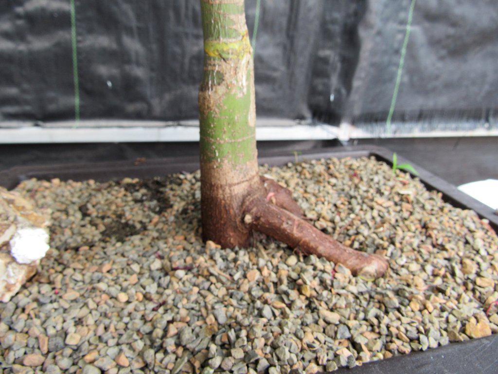 40 Year Old Rhode Island Red Japanese Maple Bonsai Tree Trunk