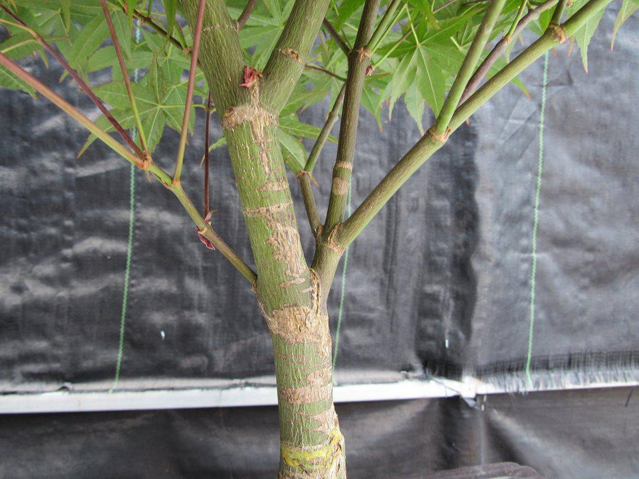 40 Year Old Rhode Island Red Japanese Maple Bonsai Tree Bark