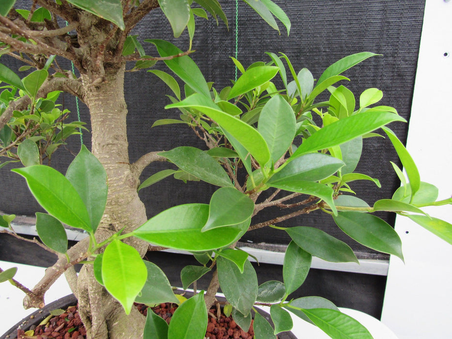 41 Year Ficus Retusa Specimen Bonsai Tree - Curved Trunk Style Foliage