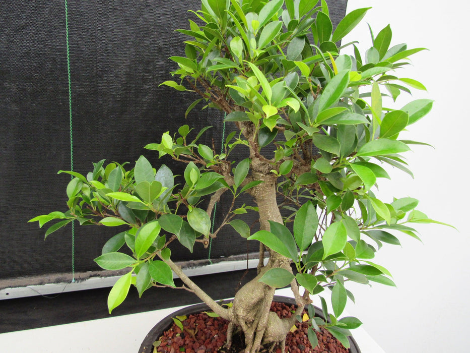 41 Year Ficus Retusa Specimen Bonsai Tree - Curved Trunk Style Apex