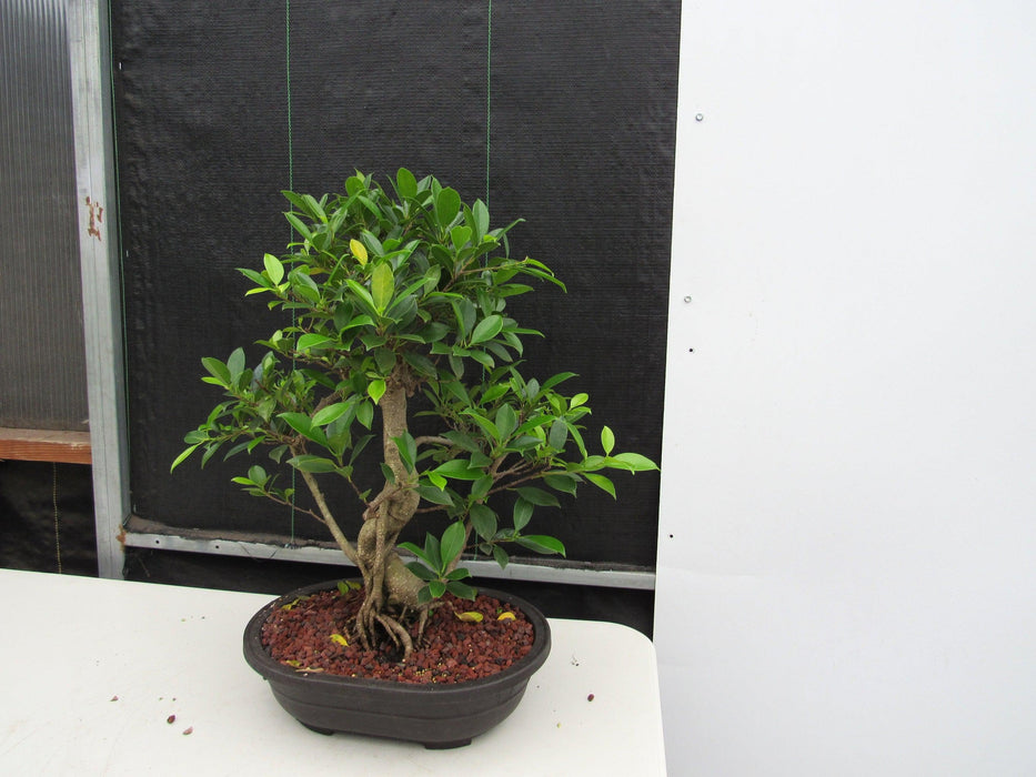 41 Year Ficus Retusa Specimen Bonsai Tree - Curved Trunk Style Curve Angle