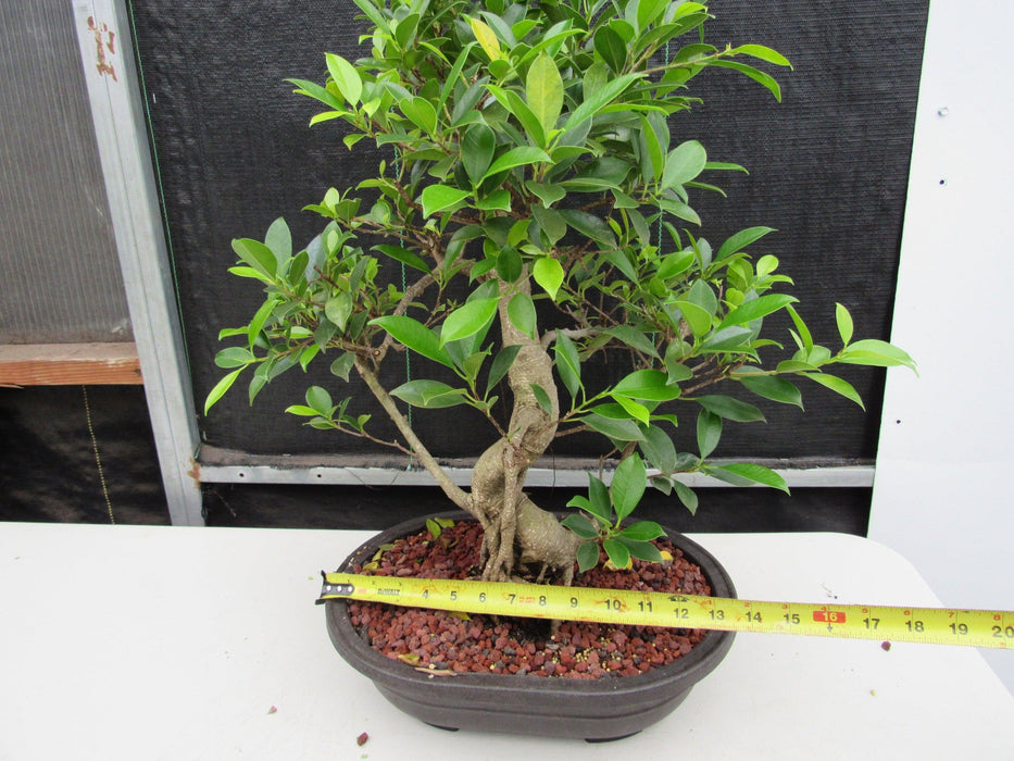 41 Year Ficus Retusa Specimen Bonsai Tree - Curved Trunk Style Size