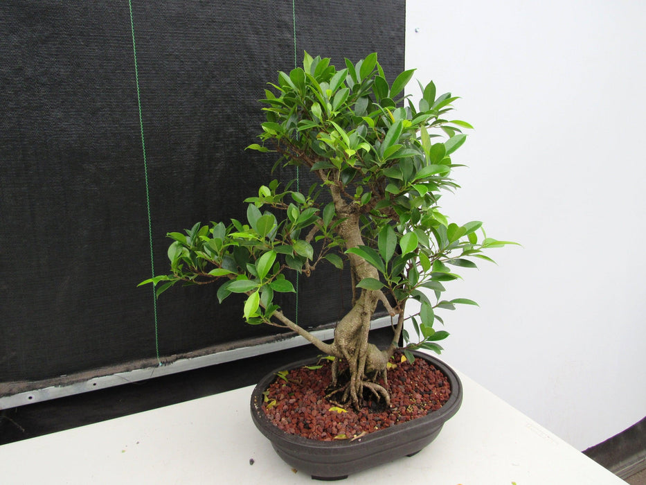 41 Year Ficus Retusa Specimen Bonsai Tree - Curved Trunk Style Soft Side
