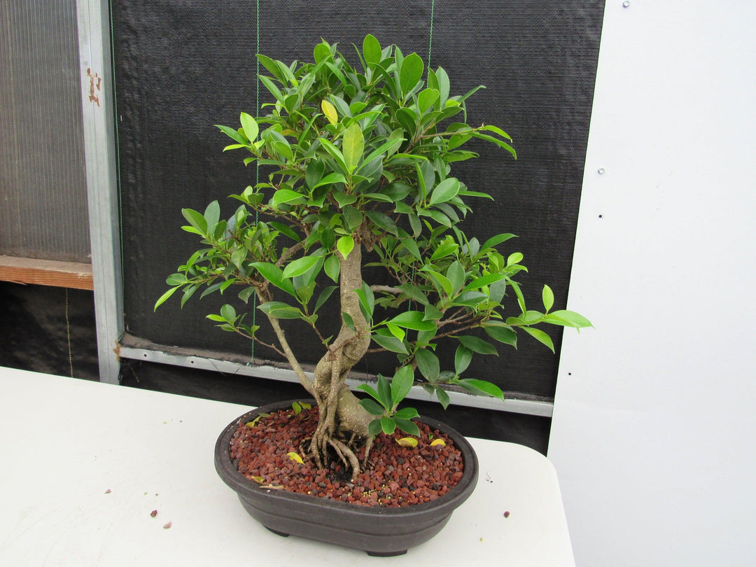 41 Year Ficus Retusa Specimen Bonsai Tree - Curved Trunk Style Stronger Side