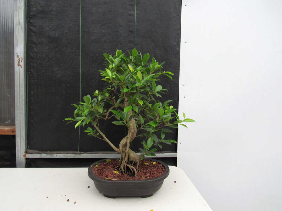 41 Year Ficus Retusa Specimen Bonsai Tree - Curved Trunk Style