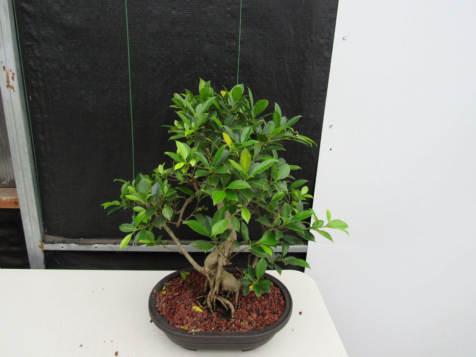 41 Year Ficus Retusa Specimen Bonsai Tree - Curved Trunk Style Canopy