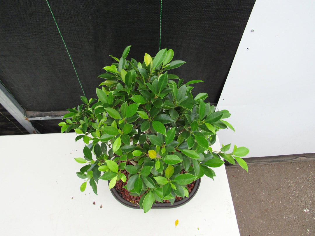41 Year Ficus Retusa Specimen Bonsai Tree - Curved Trunk Style Birds Eye