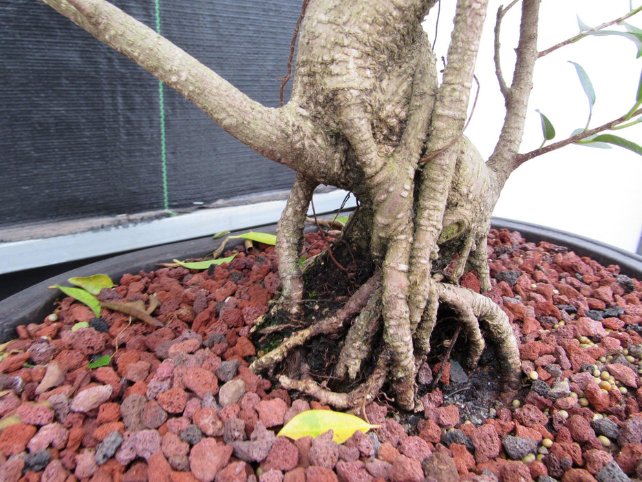 41 Year Ficus Retusa Specimen Bonsai Tree - Curved Trunk Style Roots