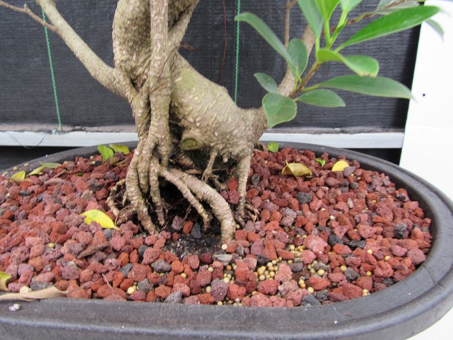 41 Year Ficus Retusa Specimen Bonsai Tree - Curved Trunk Style Exposed Roots