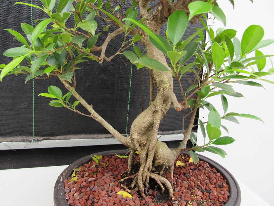 41 Year Ficus Retusa Specimen Bonsai Tree - Curved Trunk Style Curvature