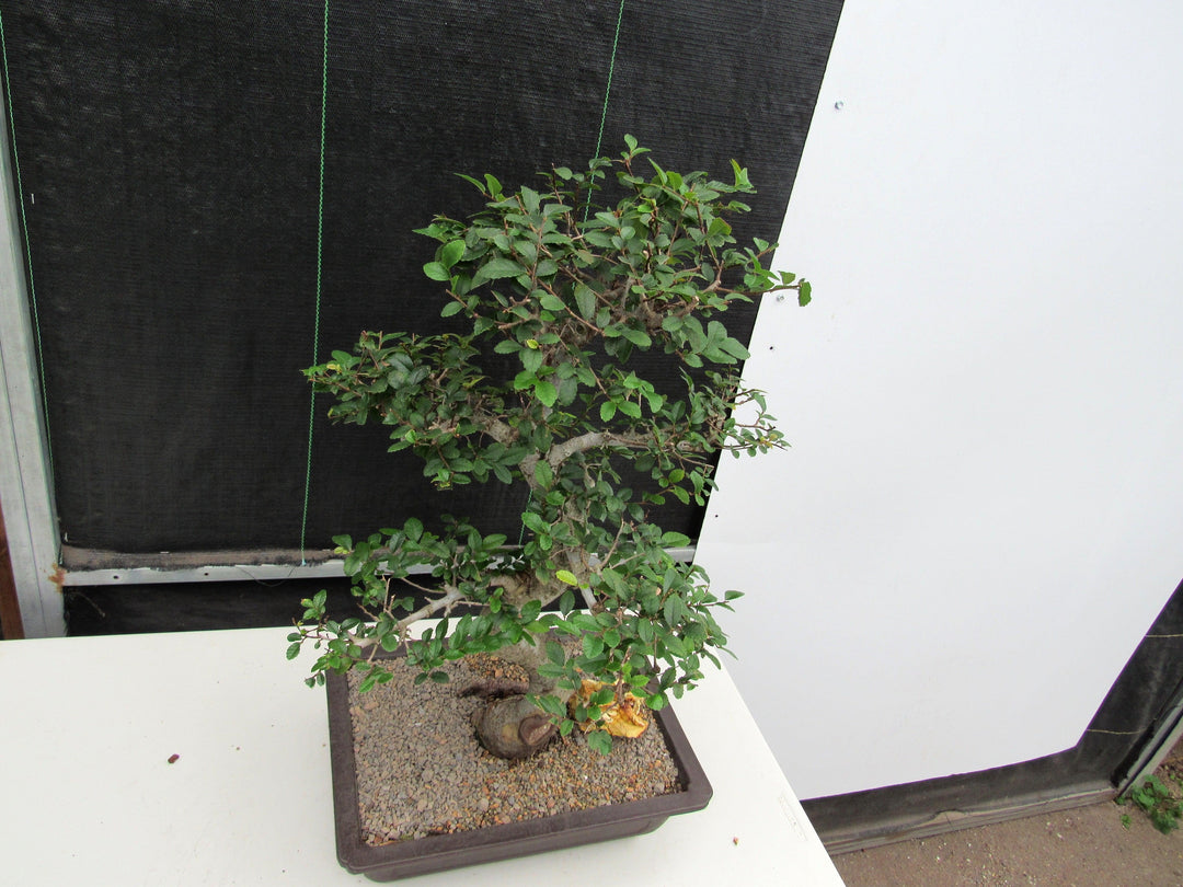 41 Year Old Chinese Elm Specimen Bonsai Tree - Curved Trunk Style Canopy