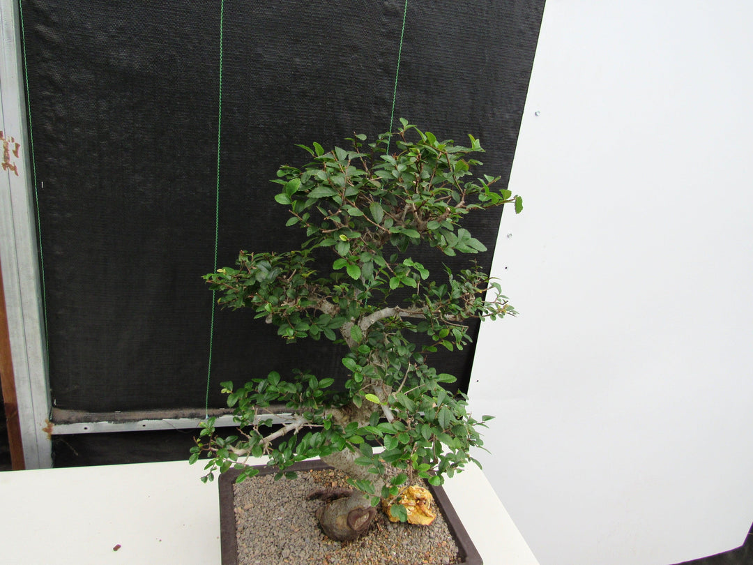 41 Year Old Chinese Elm Specimen Bonsai Tree - Curved Trunk Style Birds Eye