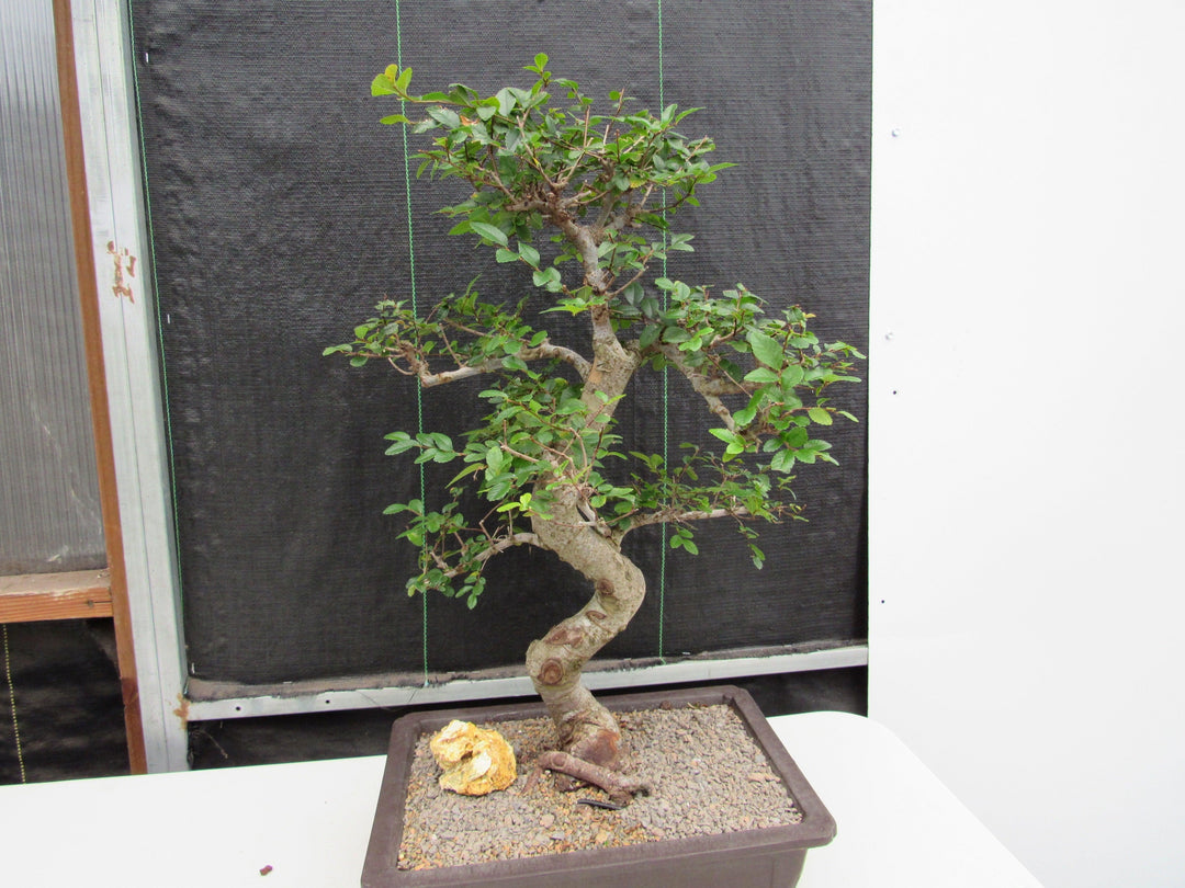 41 Year Old Chinese Elm Specimen Bonsai Tree - Curved Trunk Style Back