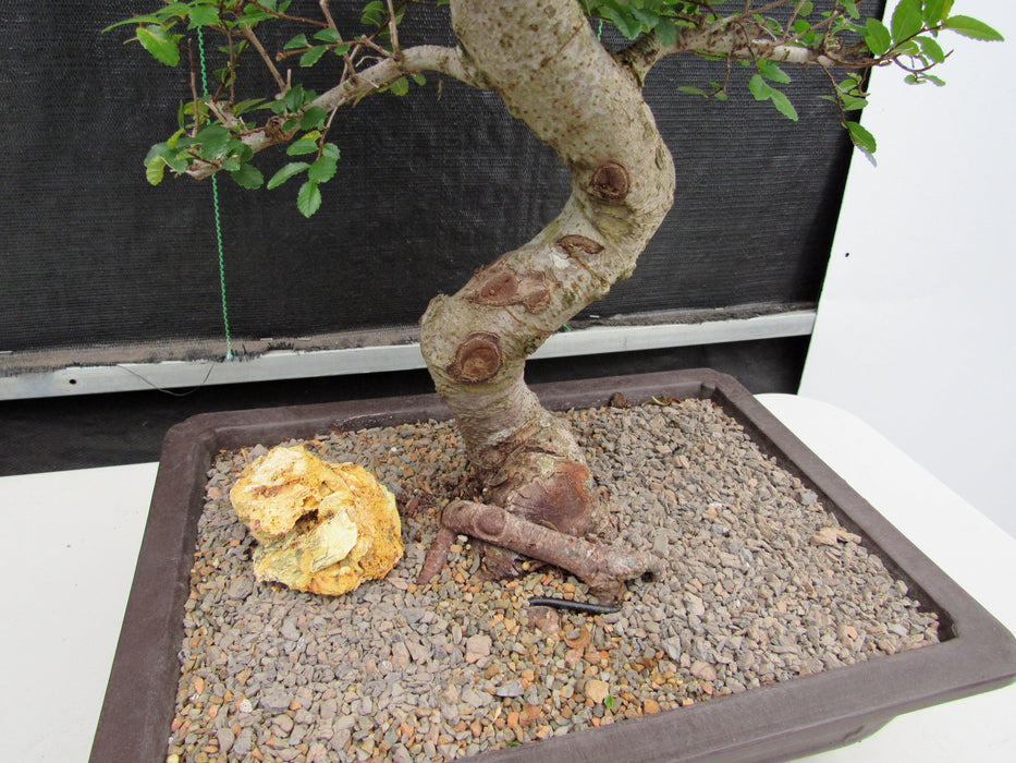 41 Year Old Chinese Elm Specimen Bonsai Tree - Curved Trunk Style Back Roots