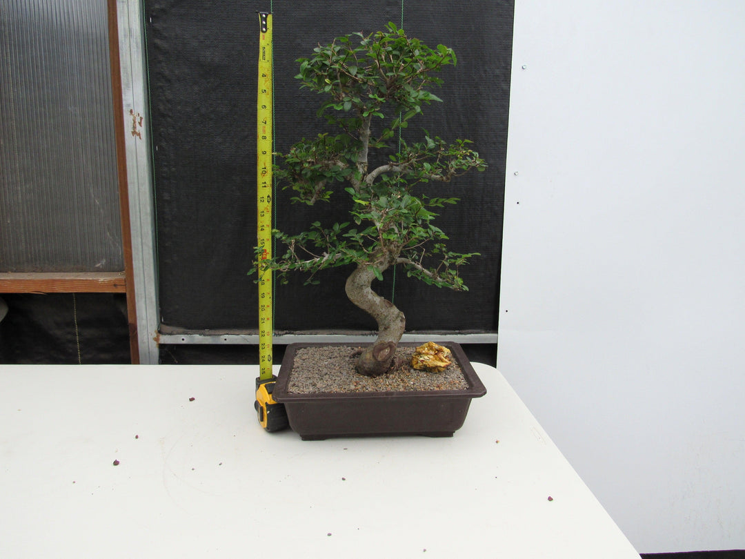 41 Year Old Chinese Elm Specimen Bonsai Tree - Curved Trunk Style Height