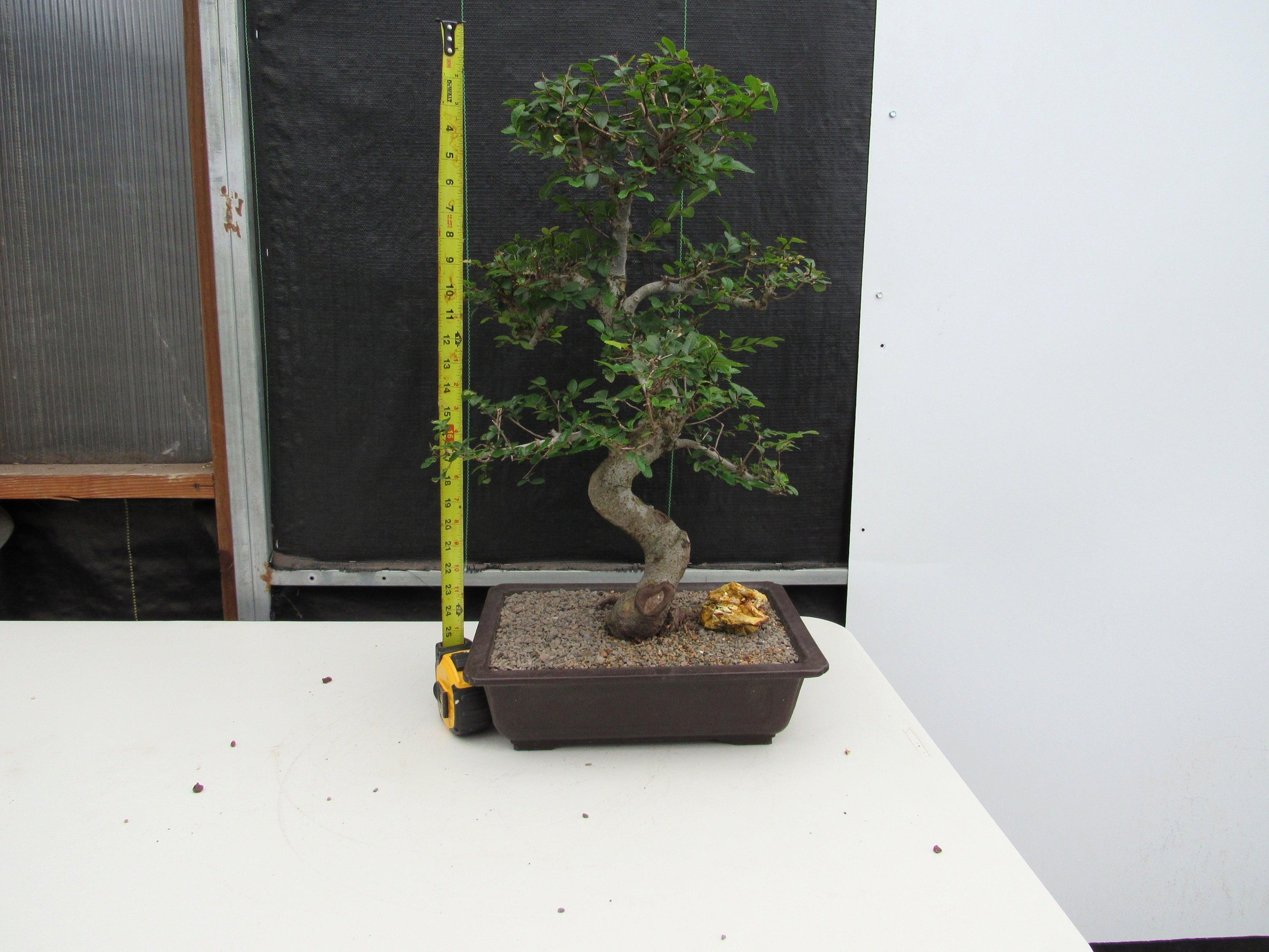 Chinese Elm Bonsai Tree - Curved Trunk Style (Small Chinese Elm Bonsai Tree - Curved Trunk Style (Small