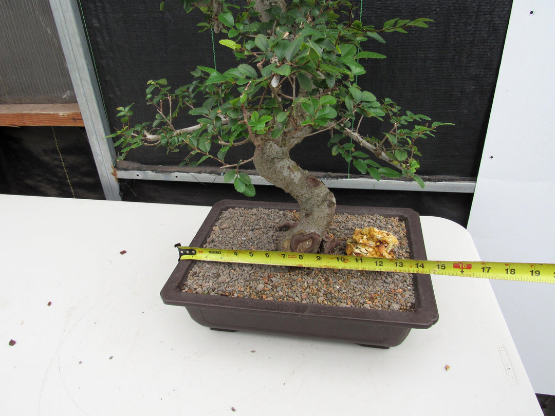 41 Year Old Chinese Elm Specimen Bonsai Tree - Curved Trunk Style Size