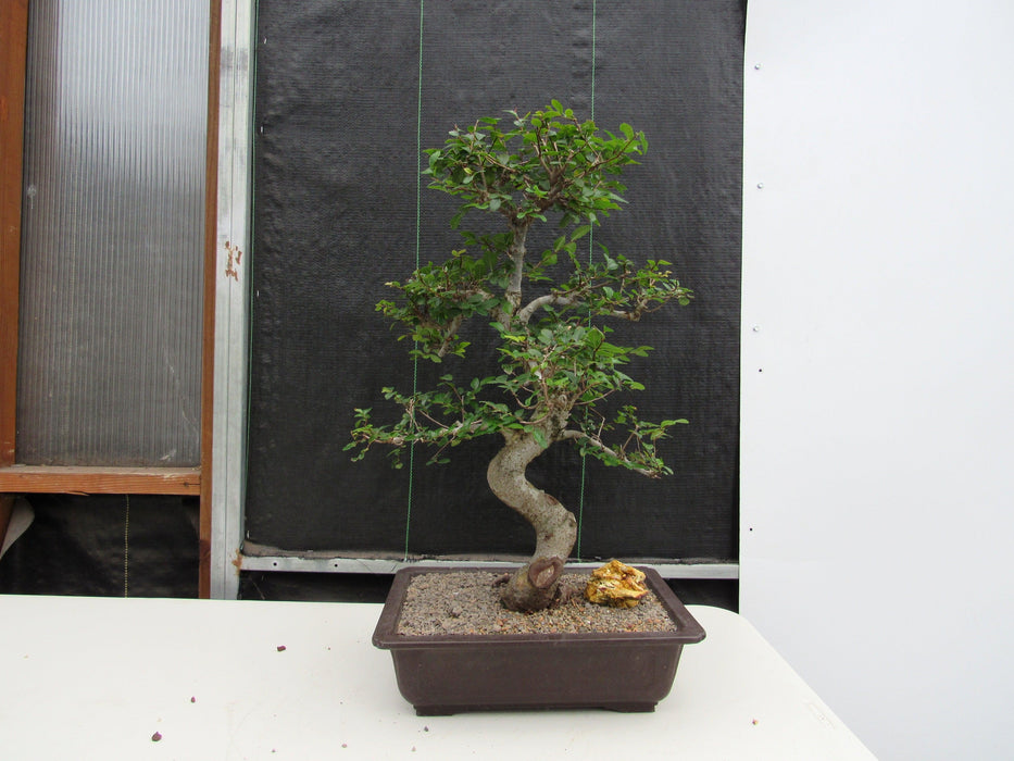 41 Year Old Chinese Elm Specimen Bonsai Tree - Curved Trunk Style Profile
