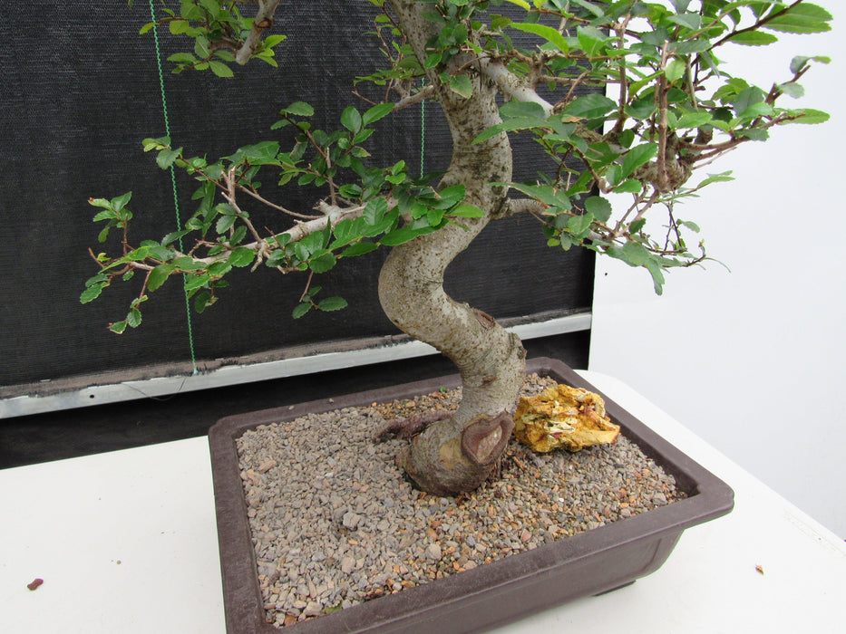 41 Year Old Chinese Elm Specimen Bonsai Tree - Curved Trunk Style Trunk