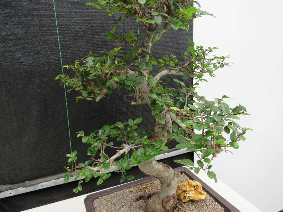 41 Year Old Chinese Elm Specimen Bonsai Tree - Curved Trunk Style Leaf Pads