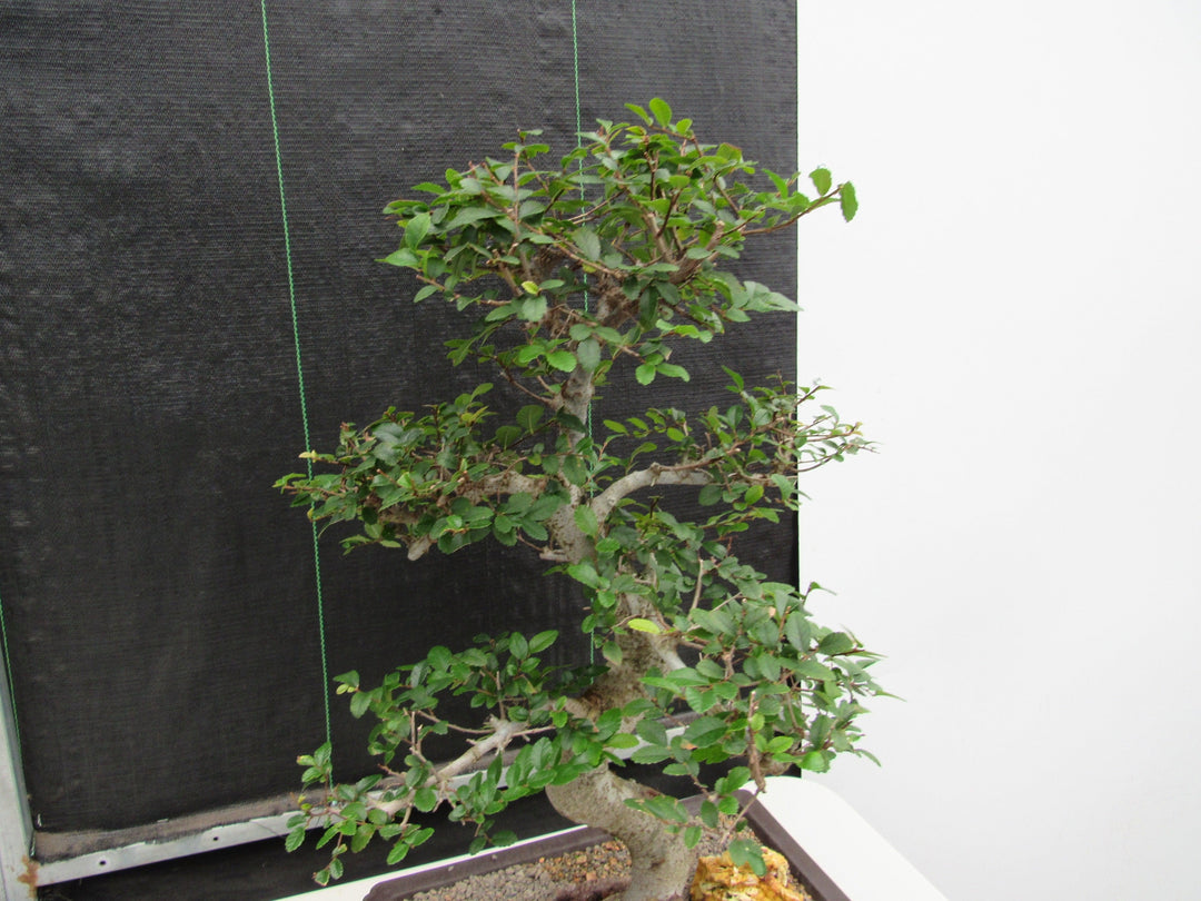 41 Year Old Chinese Elm Specimen Bonsai Tree - Curved Trunk Style Side
