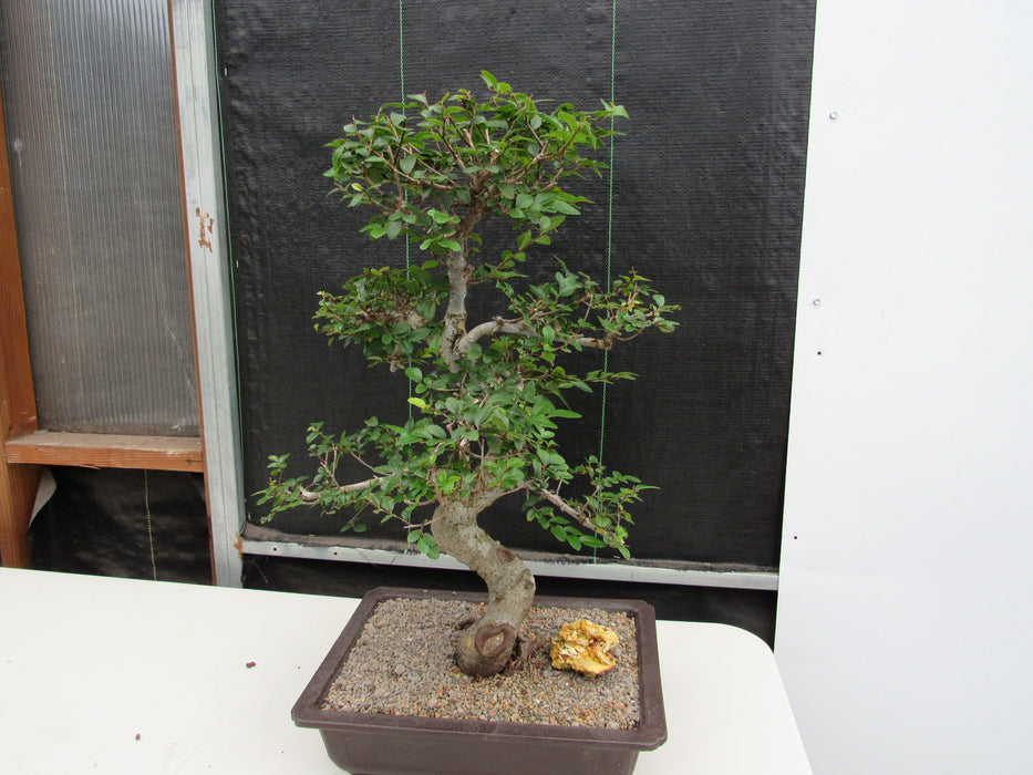41 Year Old Chinese Elm Specimen Bonsai Tree - Curved Trunk Style Strong Side