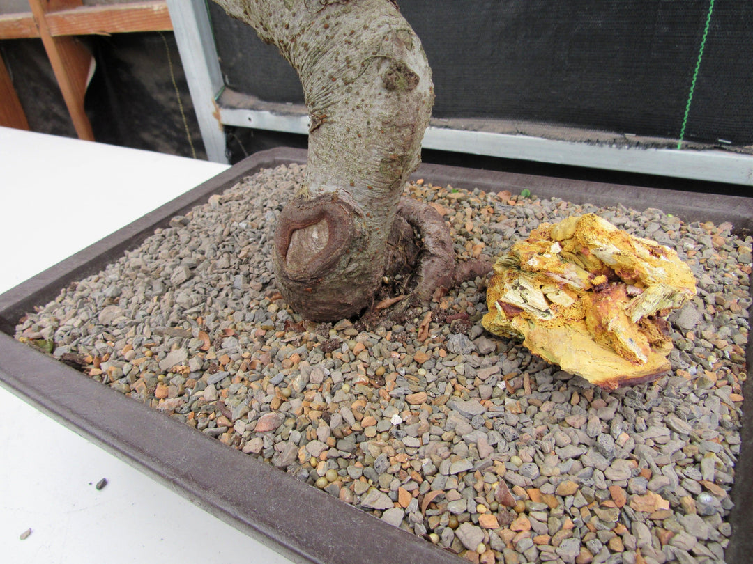 41 Year Old Chinese Elm Specimen Bonsai Tree - Curved Trunk Style Knot