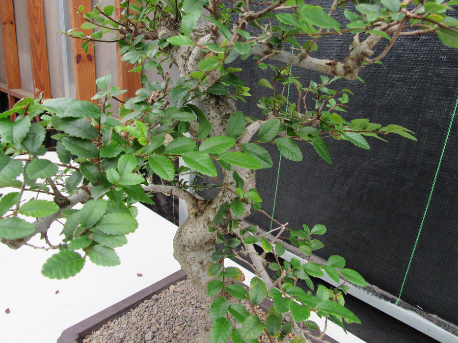 41 Year Old Chinese Elm Specimen Bonsai Tree - Curved Trunk Style Leaves