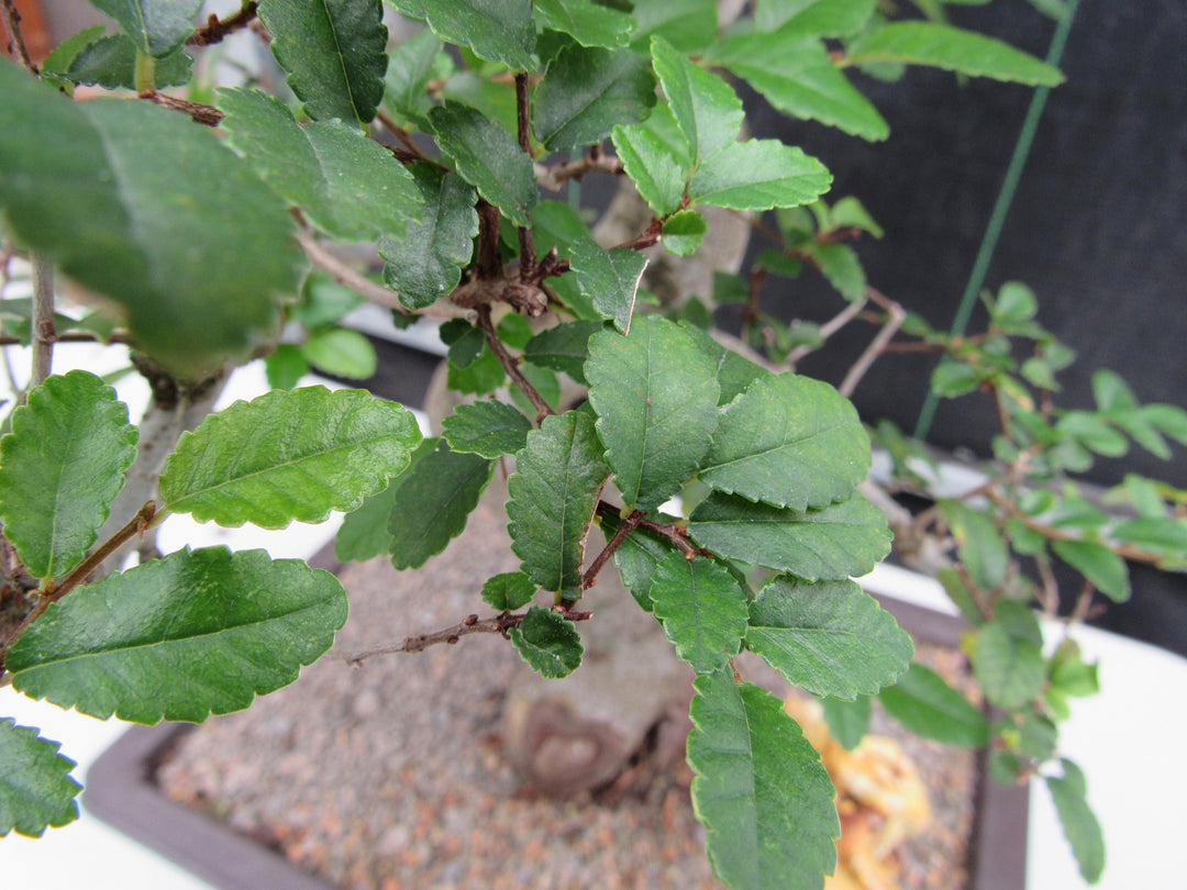 41 Year Old Chinese Elm Specimen Bonsai Tree - Curved Trunk Style Foliage