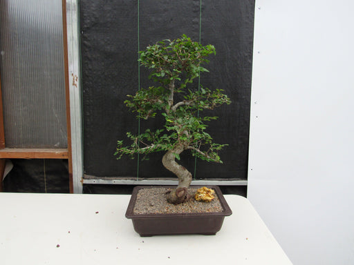 41 Year Old Chinese Elm Specimen Bonsai Tree - Curved Trunk Style