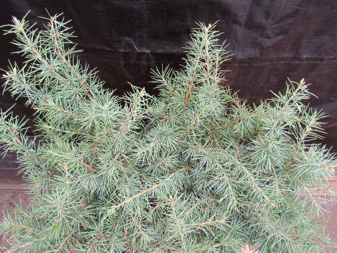 41 Year Old Himalayan Cedar Specimen Bonsai Tree Canopy