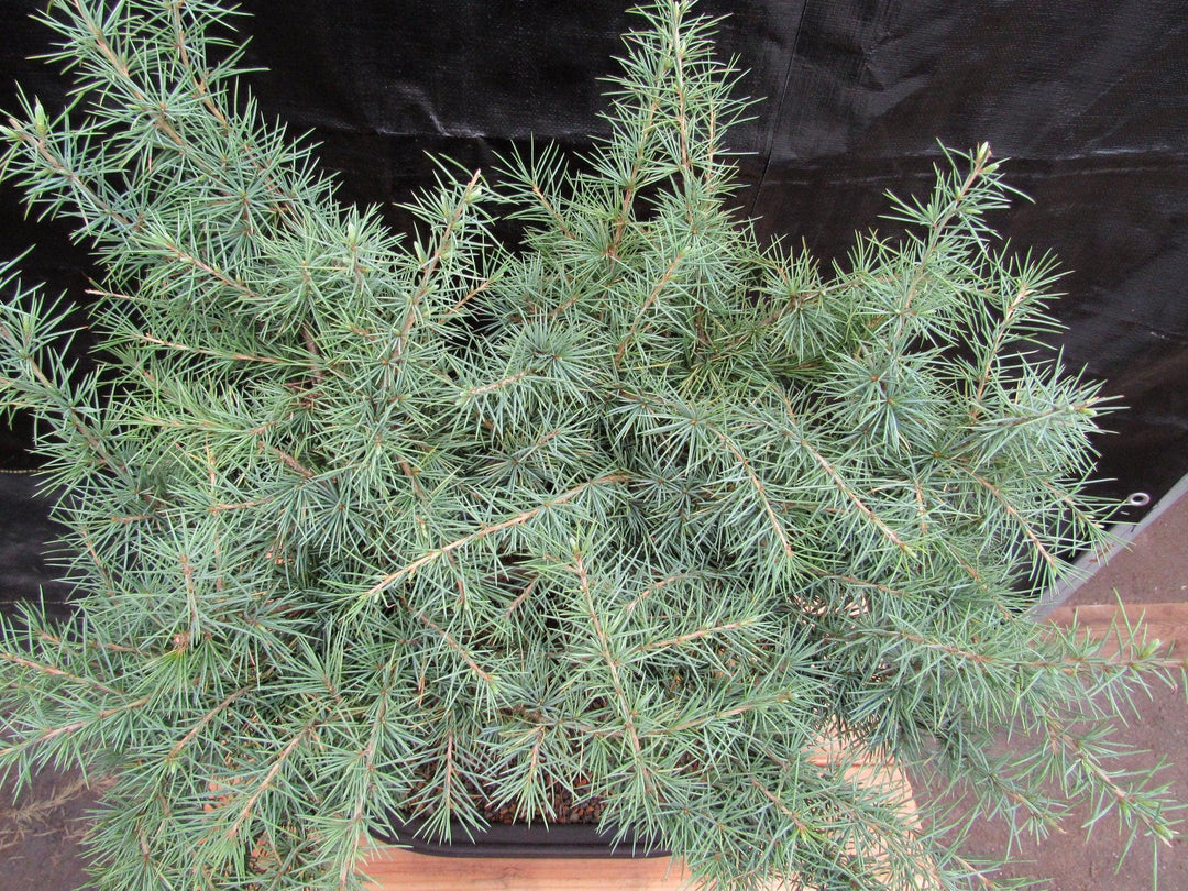 41 Year Old Himalayan Cedar Specimen Bonsai Tree Coloring