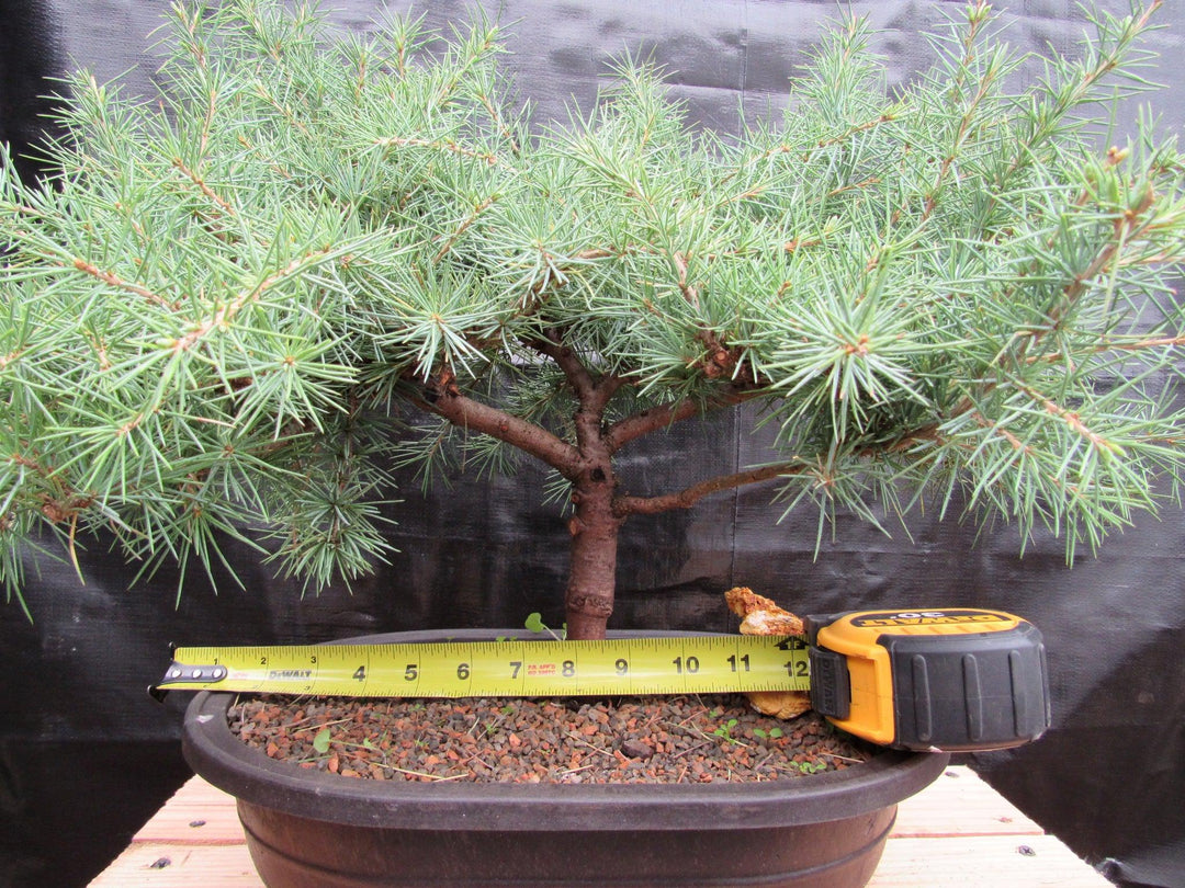 41 Year Old Himalayan Cedar Specimen Bonsai Tree Width