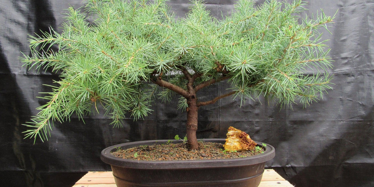 himalayan cedar bonsai tree 41 Year Old Himalayan Cedar Specimen Bonsai Tree