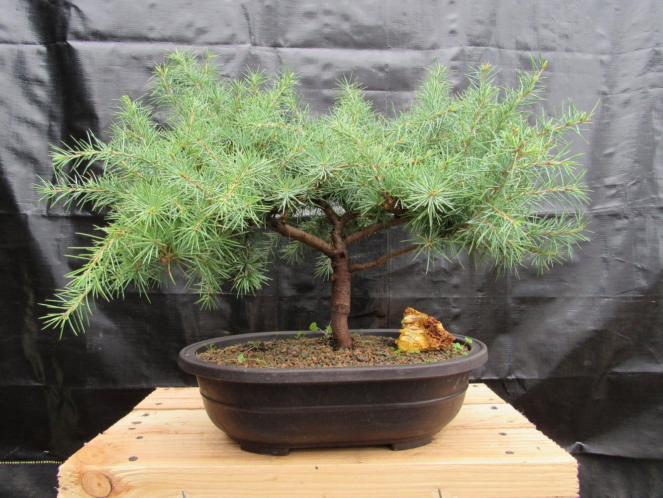 41 Year Old Himalayan Cedar Specimen Bonsai Tree