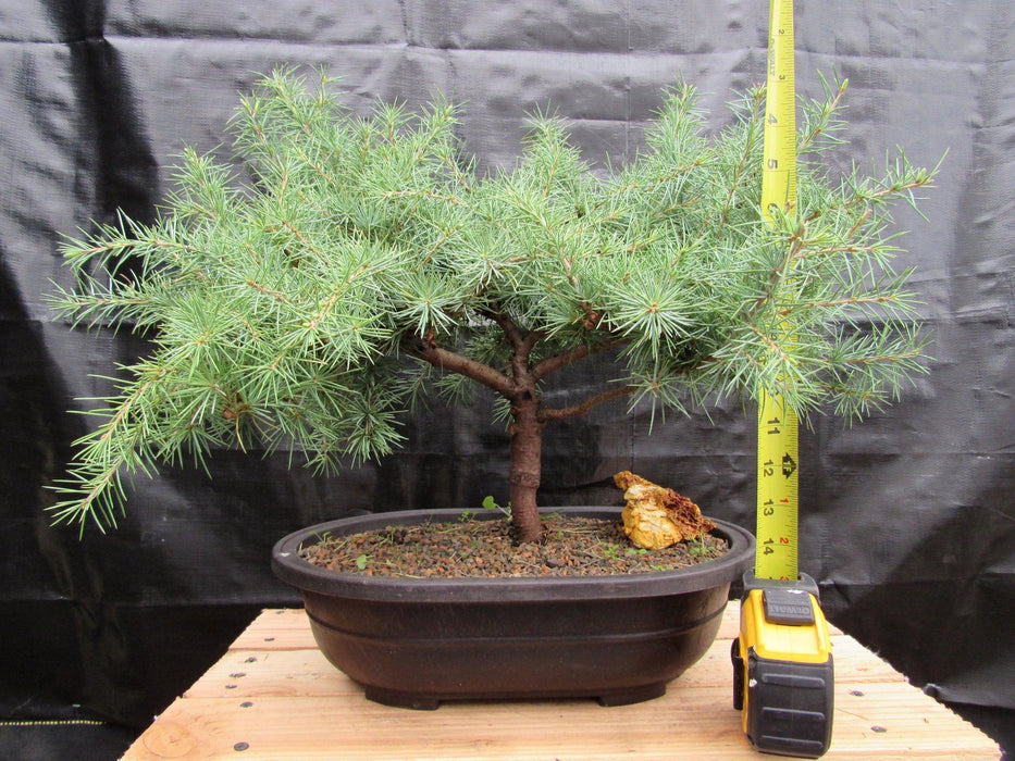 41 Year Old Himalayan Cedar Specimen Bonsai Tree Size