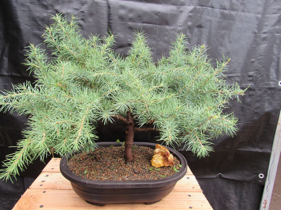 41 Year Old Himalayan Cedar Specimen Bonsai Tree Profile