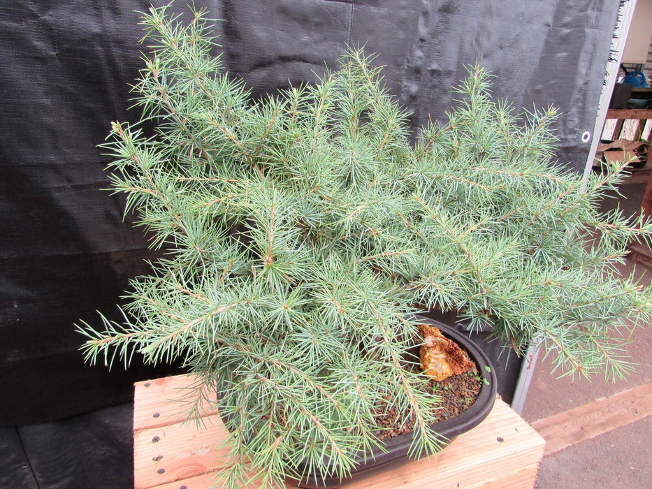41 Year Old Himalayan Cedar Specimen Bonsai Tree Top